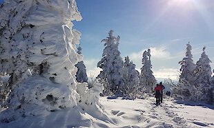 Sonnige Winterwanderungen durch die Urlaubsregion im Bayerischen Wald